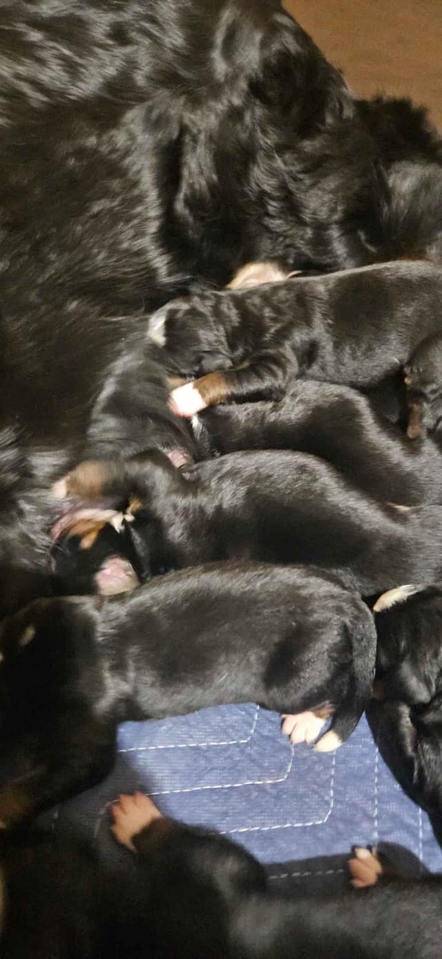 Bernese Mountain Dog Puppies media 6