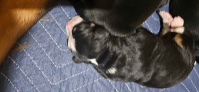 Bernese Mountain Dog Puppies media 4