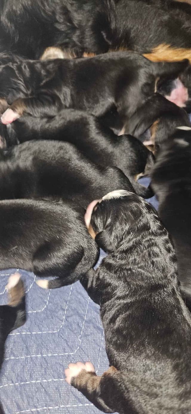 Bernese Mountain Dog Puppies media 7