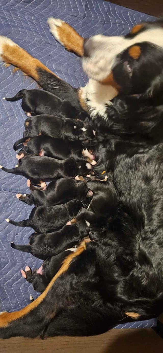 Bernese Mountain Dog Puppies media 8