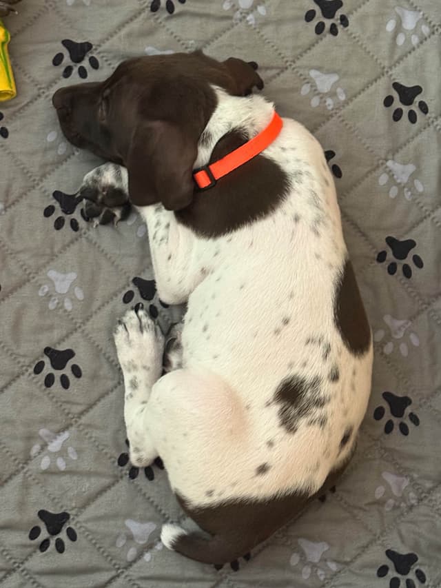 German Shorthaired Pointer Puppies media 2