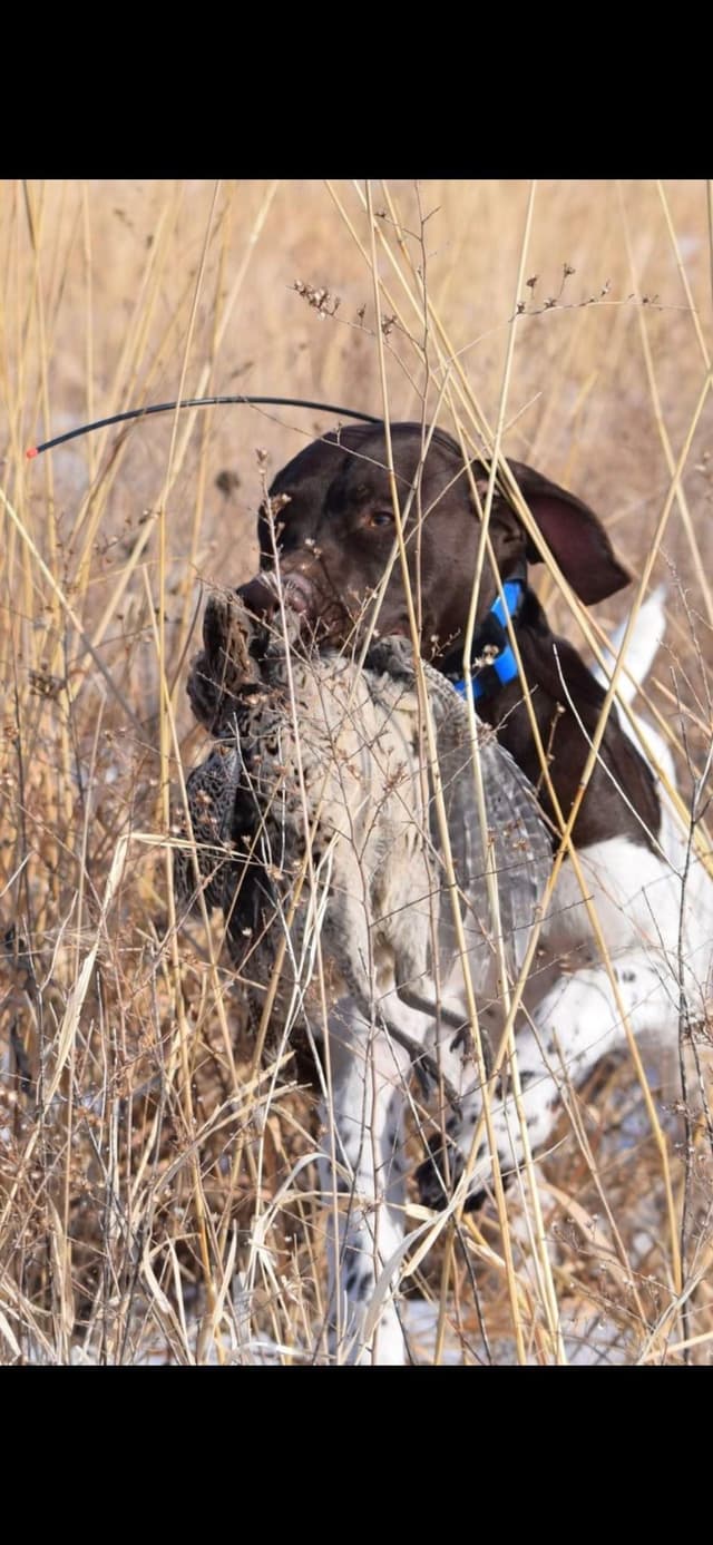 German Shorthaired Pointer Puppies media 4