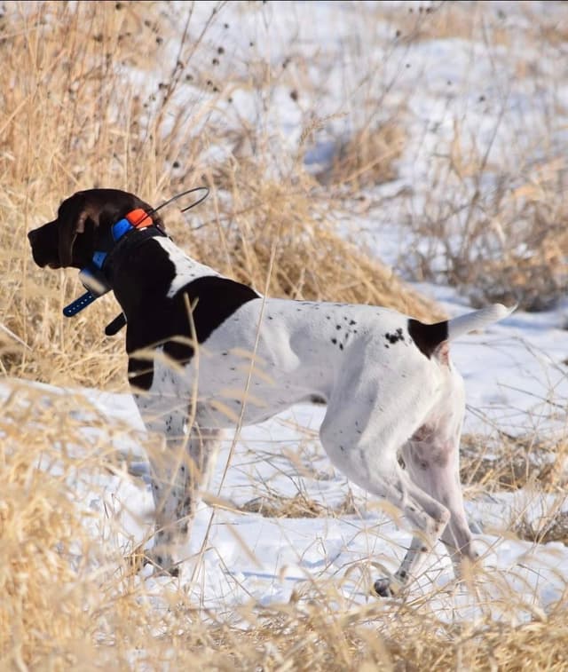 German Shorthaired Pointer Puppies media 5