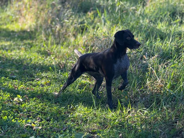 German Shorthaired Pointer Puppies media 6
