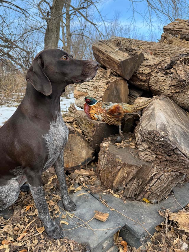 German Shorthaired Pointer Puppies media 7
