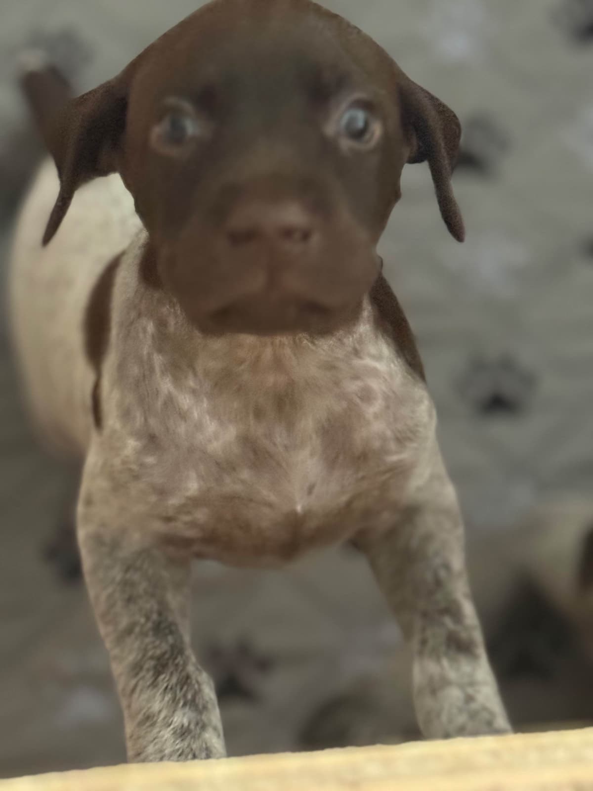 German Shorthaired Pointer Puppies breeder image 1