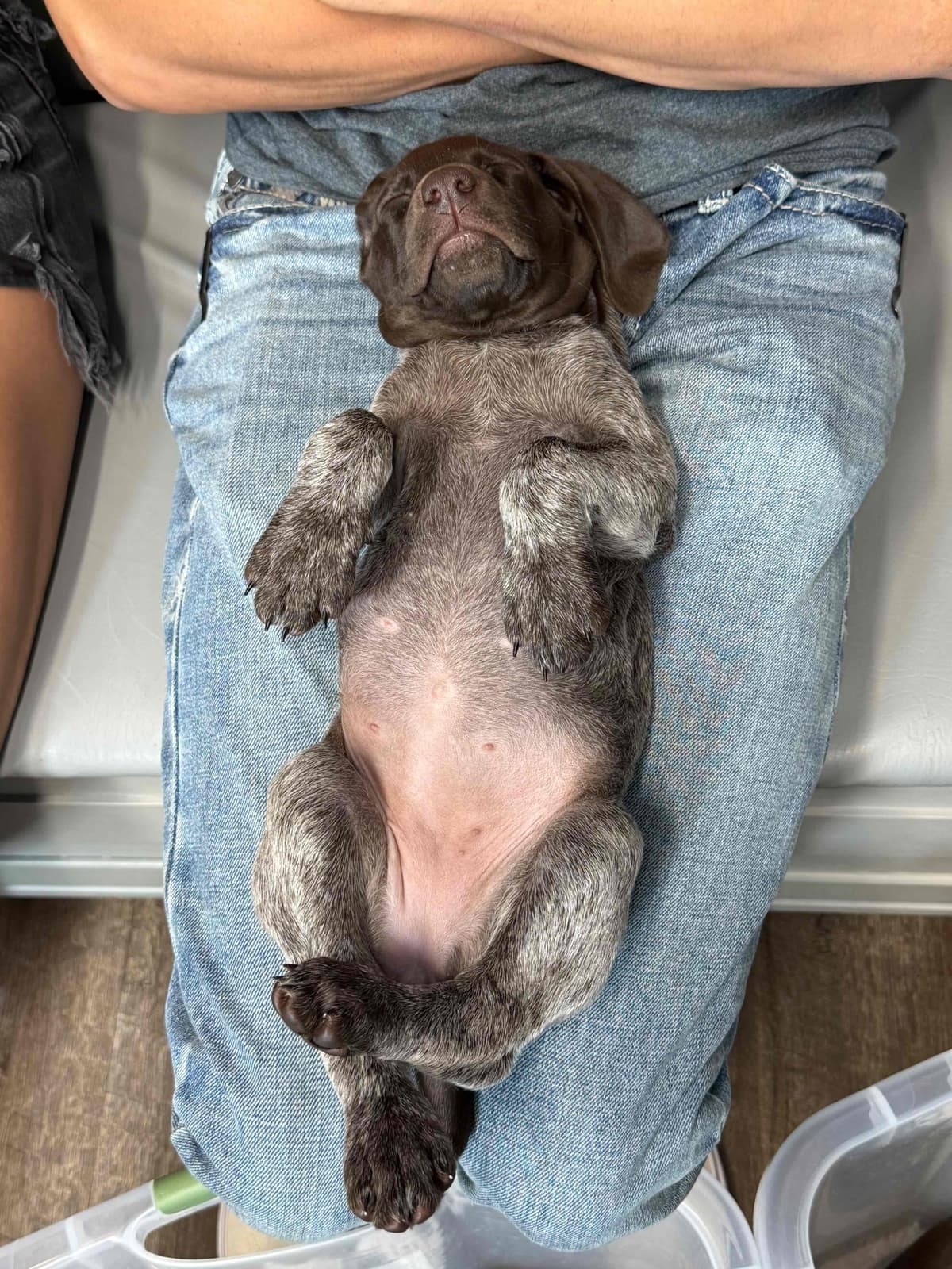 German Shorthaired Pointer Puppies breeder image 4