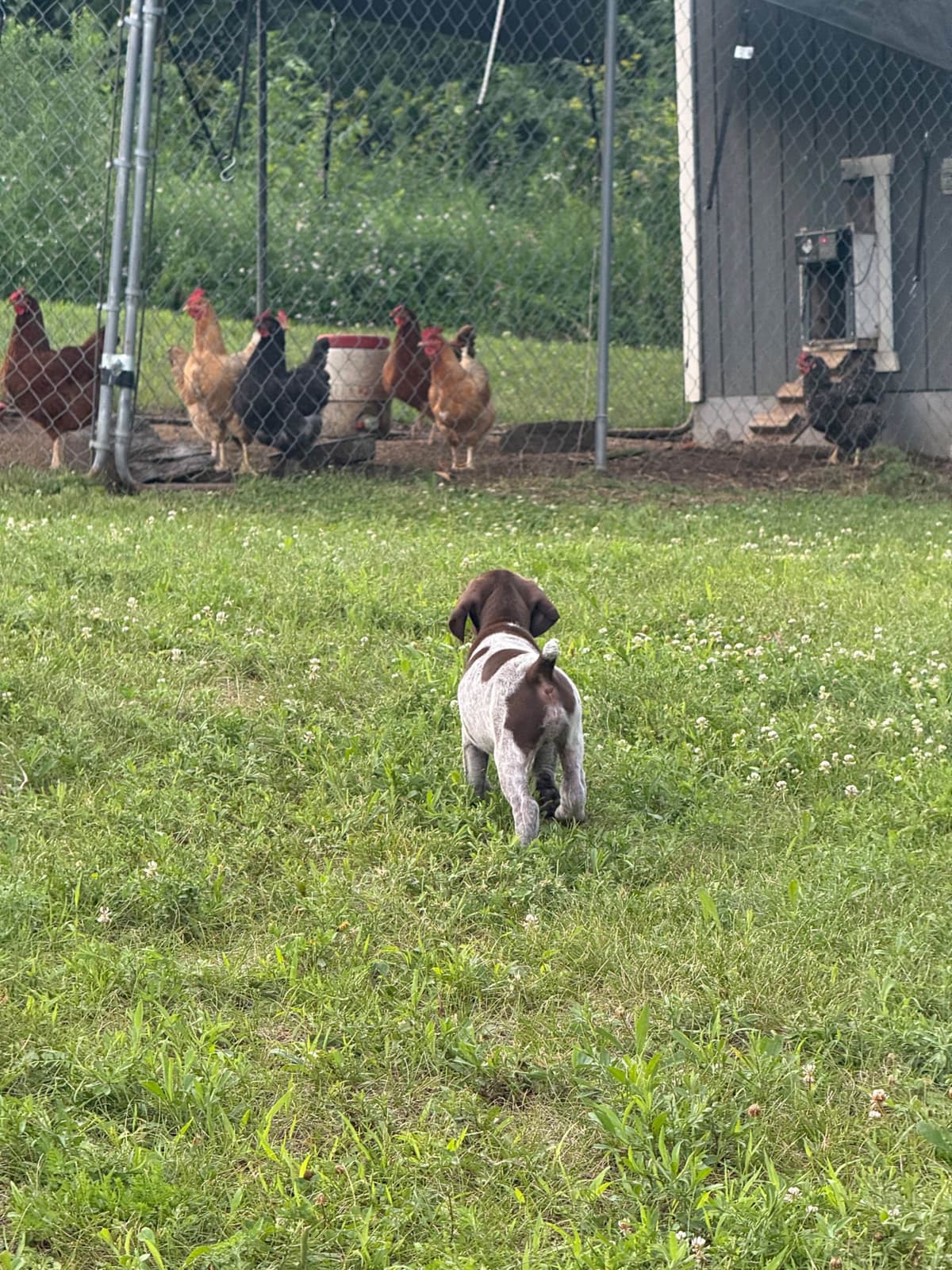 German Shorthaired Pointer Puppies breeder image 5