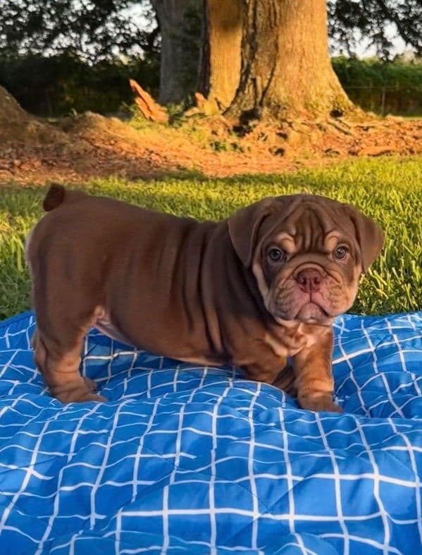 Rojo Bulldog Chocolate Male breeder image 2