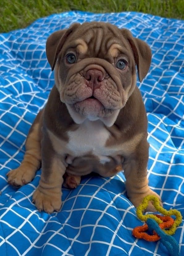 Rojo Bulldog Chocolate Male breeder image 3