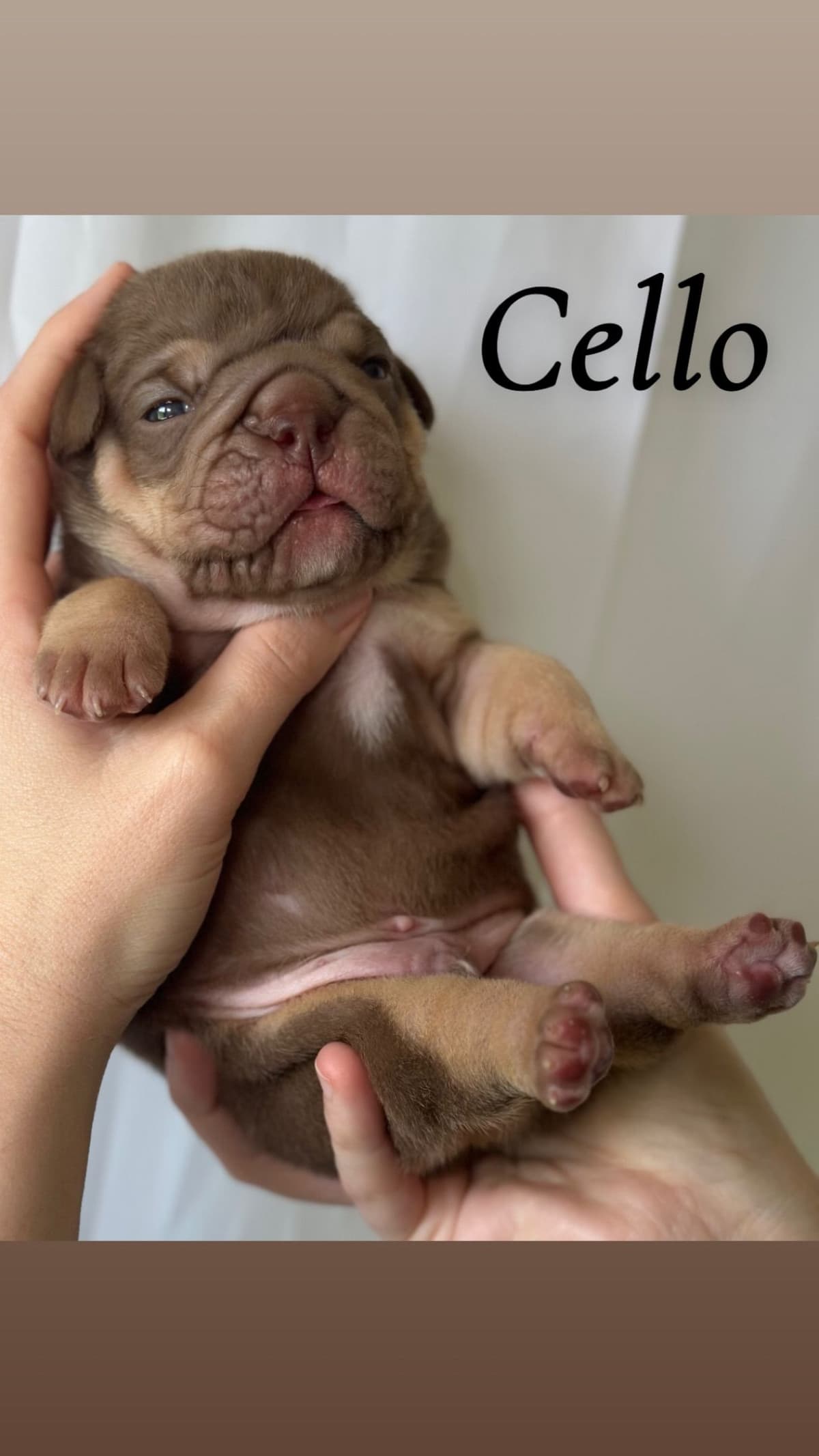 Rojo Bulldog Chocolate Male breeder image 4