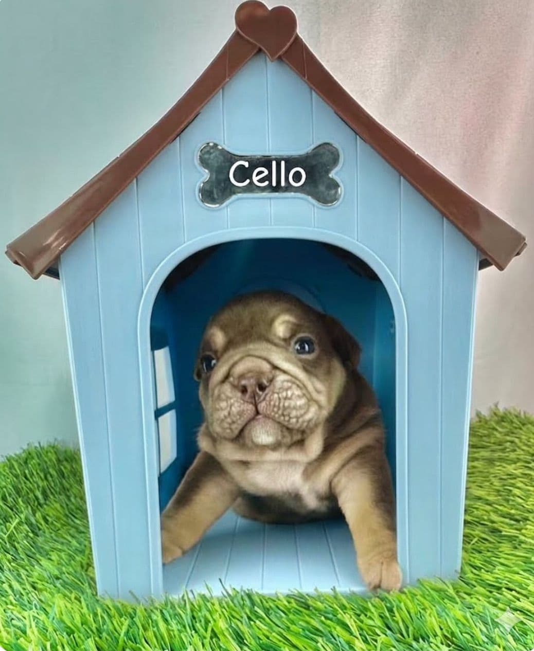 Rojo Bulldog Chocolate Male breeder image 5