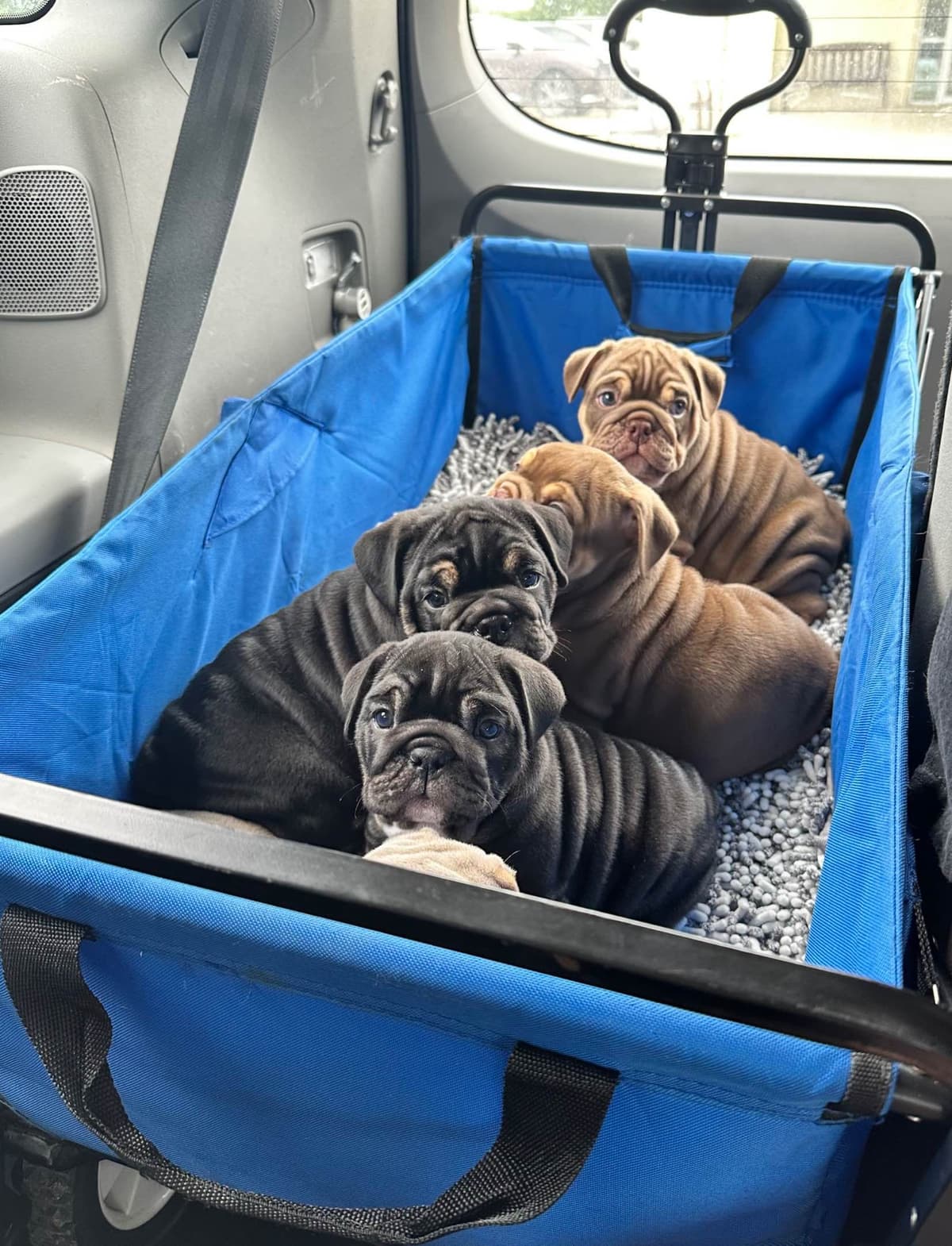 Rojo Bulldog Chocolate Male breeder image 6