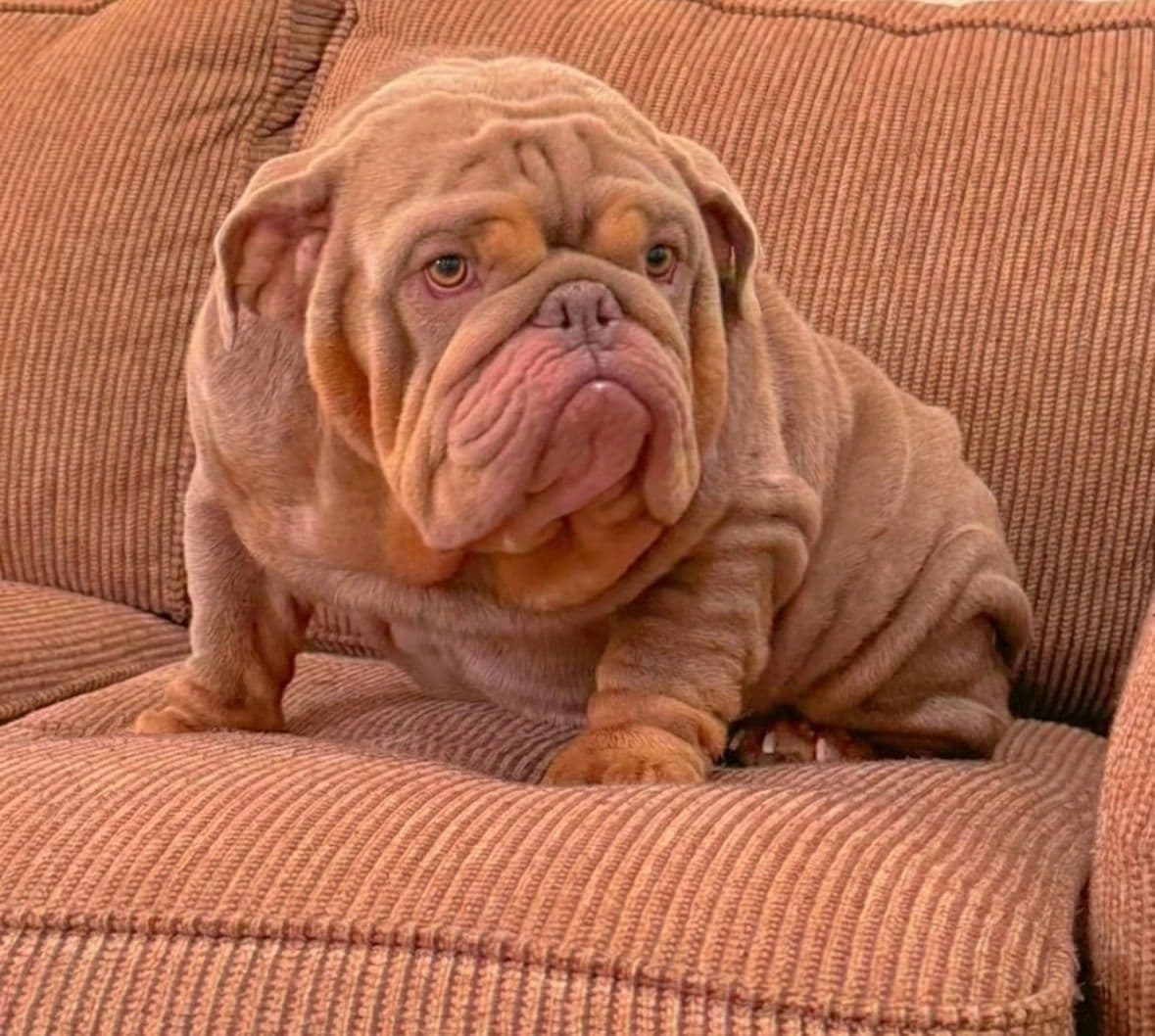 Rojo Bulldog Chocolate Male breeder image 13