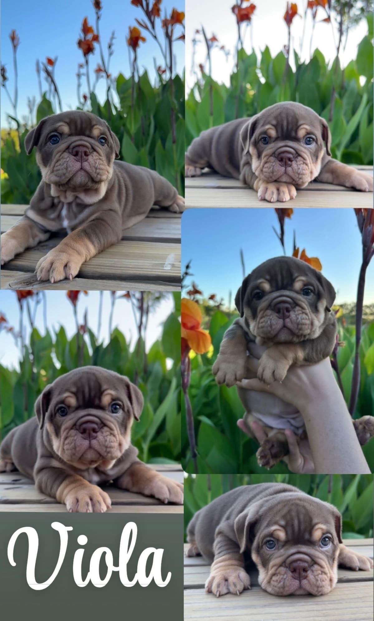 Rojo Bulldog Chocolate Male breeder image 9