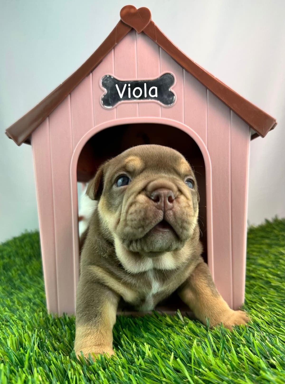 Rojo Bulldog Chocolate Male breeder image 7