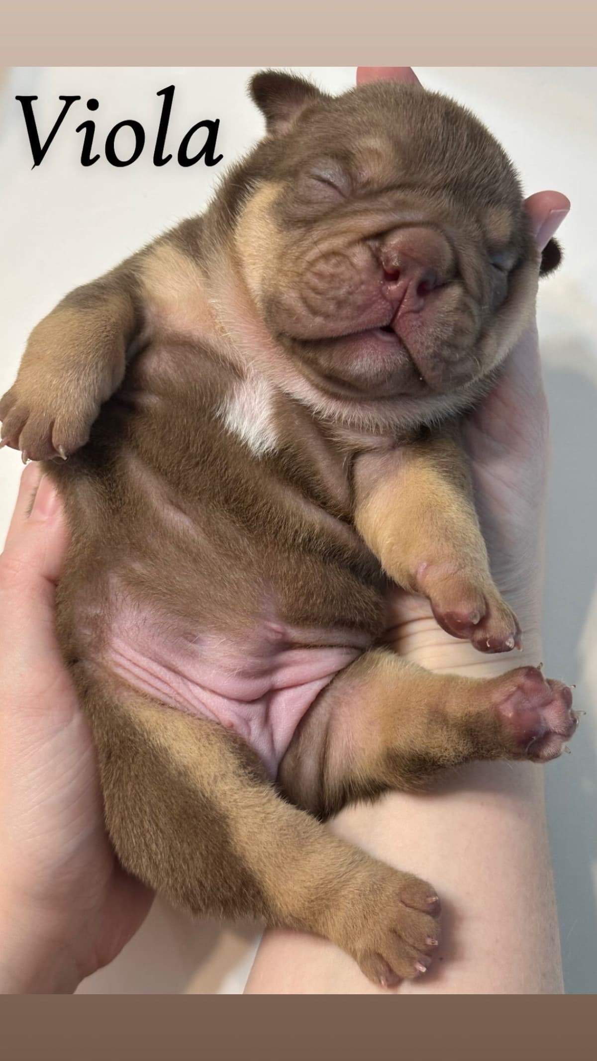 Rojo Bulldog Chocolate Male breeder image 10