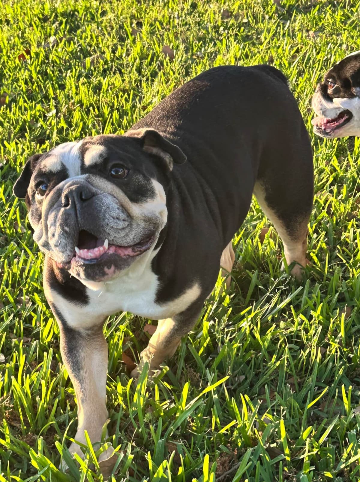 Rojo Bulldog Chocolate Male breeder image 11
