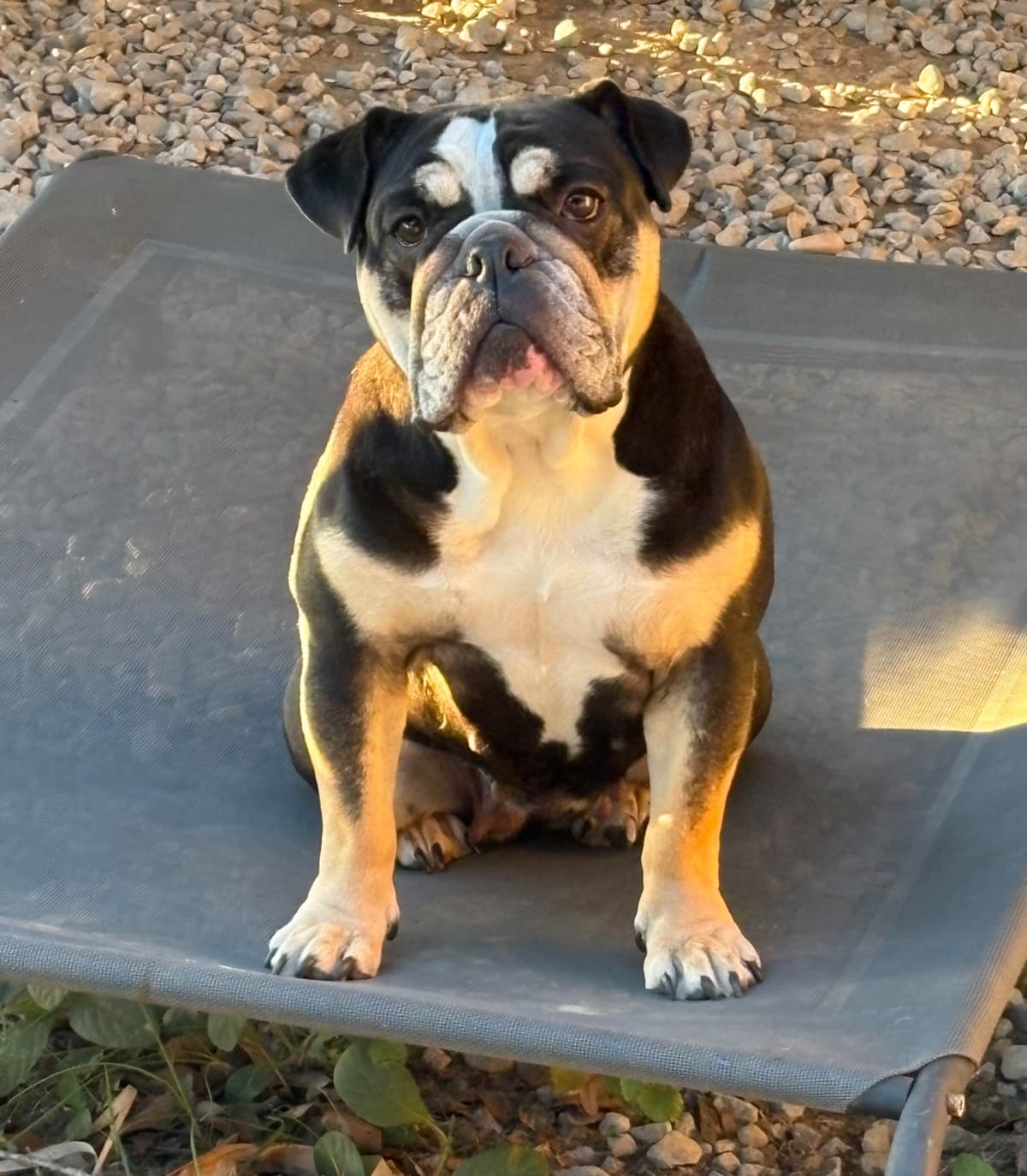 Rojo Bulldog Chocolate Male breeder image 12