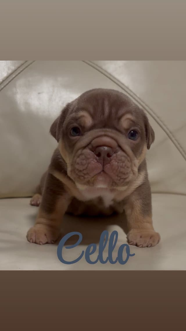 Rojo Bulldog Chocolate Male media 5