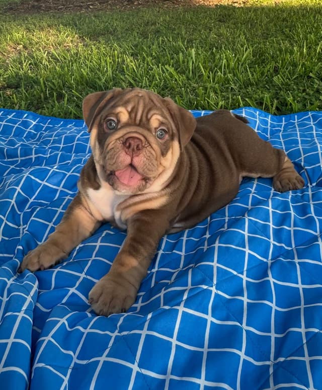Rojo Bulldog Chocolate Male media 2