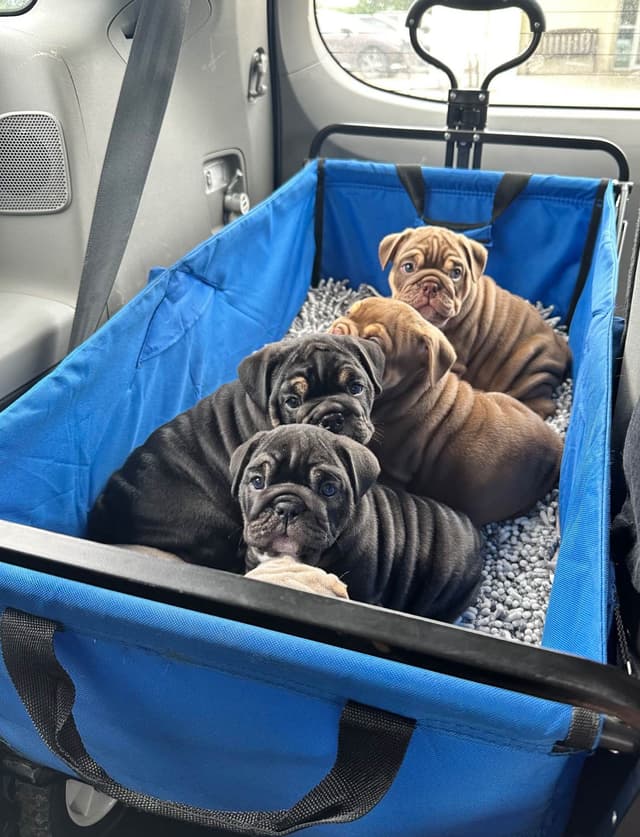 Rojo Bulldog Chocolate Male media 4