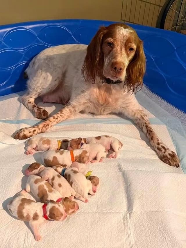 Brittany Puppies media 2