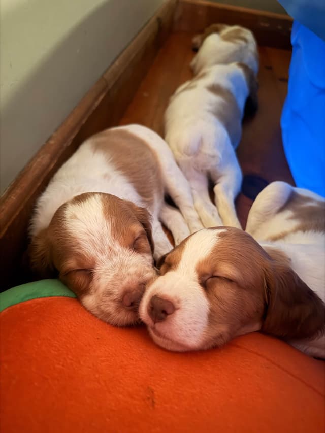 Brittany Puppies media 3