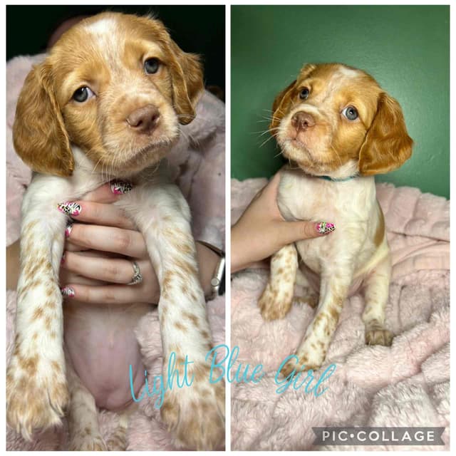 Brittany Puppies media 4