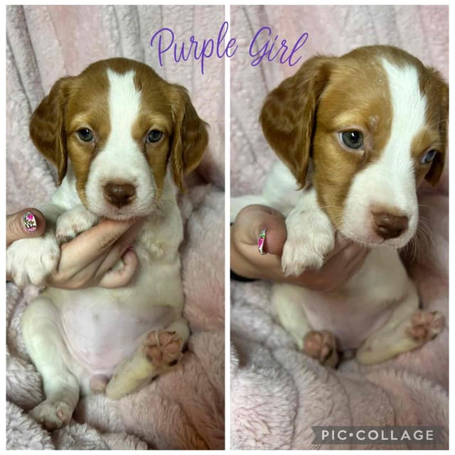 Brittany Puppies media 6