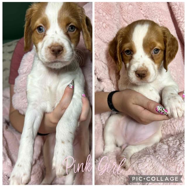 Brittany Puppies media 8