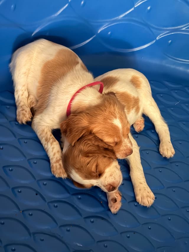 Brittany Puppies media 12