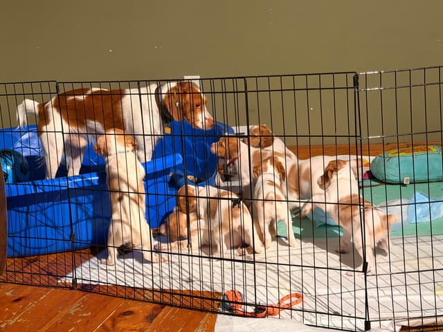 Brittany Puppies media 11