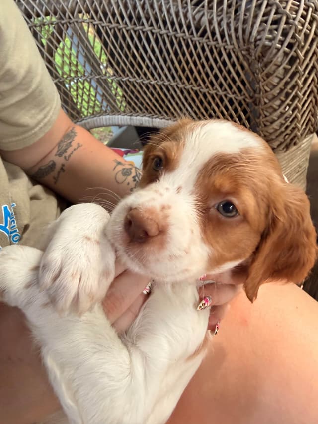 Brittany Puppies media 13