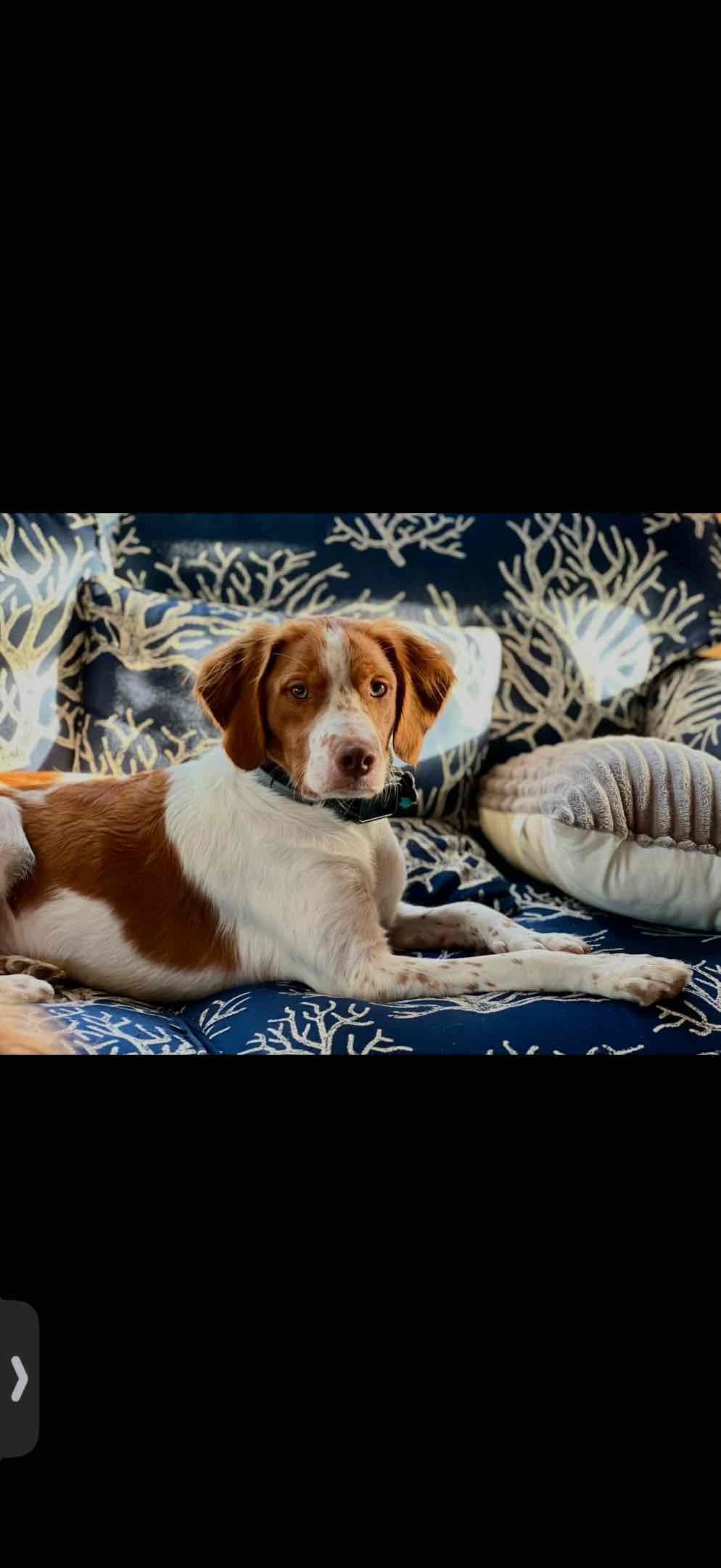 Brittany Puppies breeder image 2