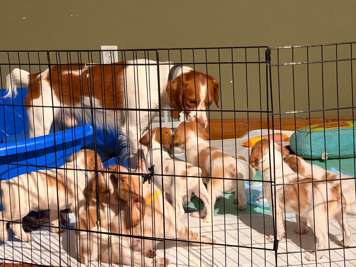 Brittany Puppies breeder image 5