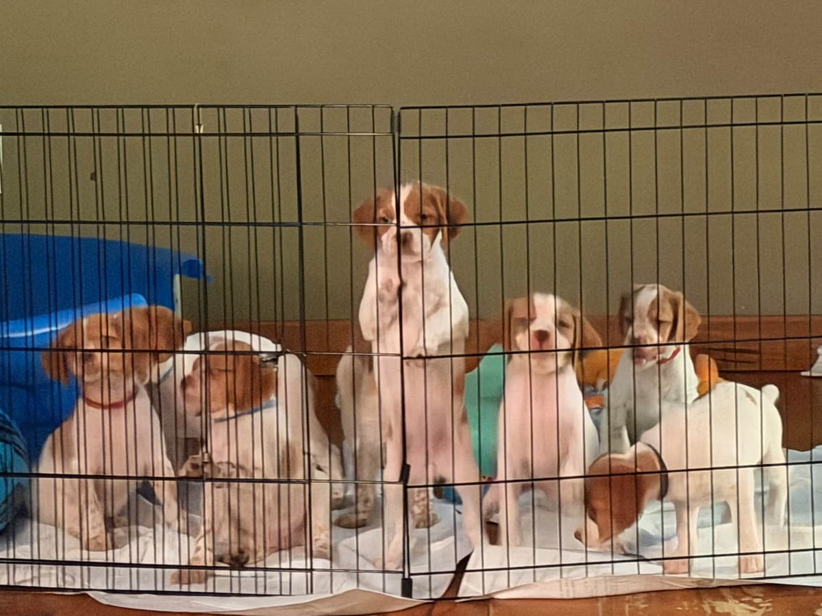 Brittany Puppies breeder image 6