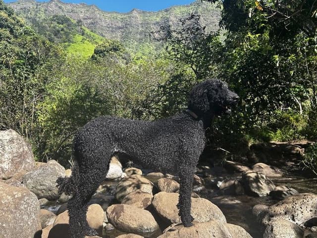 ENS-trained, well-socialized Poodle Puppies! media 2