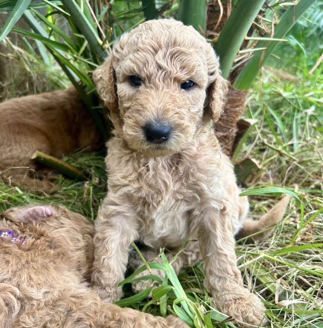 ENS-trained, well-socialized Poodle Puppies! media 4