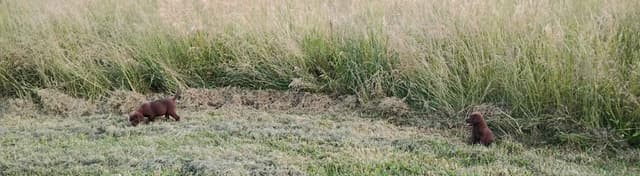 Labrador Retriever Puppies media 2