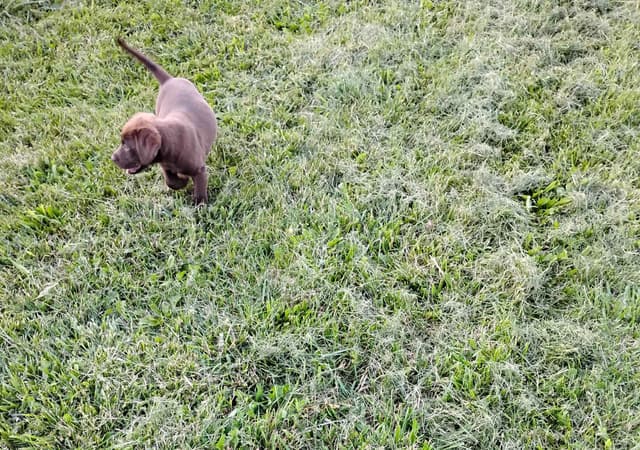 Labrador Retriever Puppies media 4