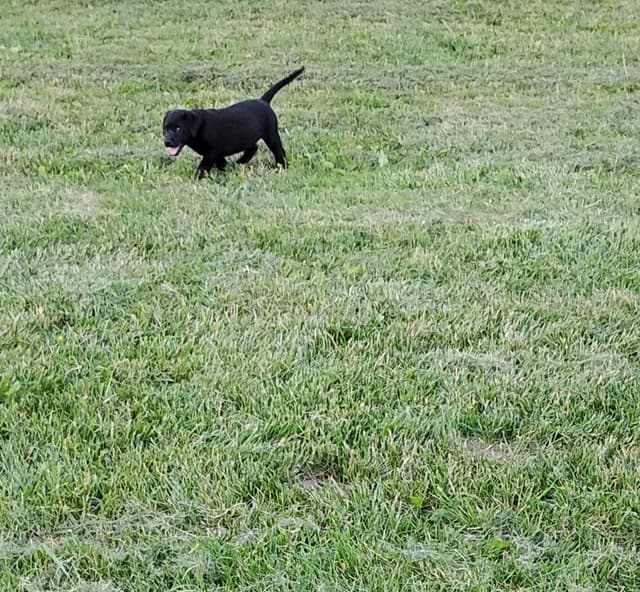 Labrador Retriever Puppies media 6