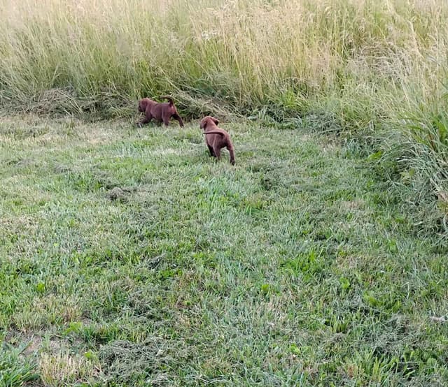 Labrador Retriever Puppies media 7