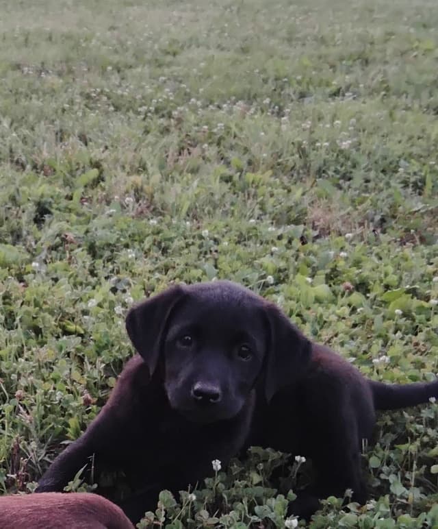 Labrador Retriever Puppies media 11