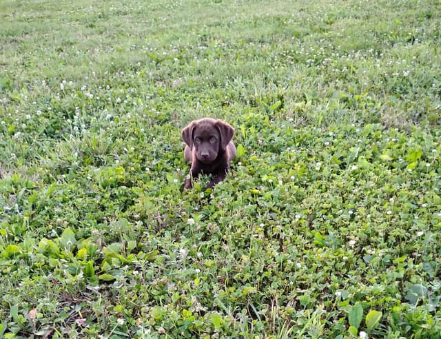 Labrador Retriever Puppies media 12