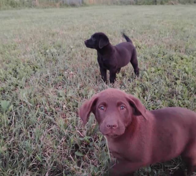 Labrador Retriever Puppies media 13