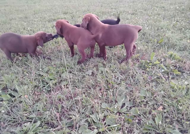 Labrador Retriever Puppies media 14