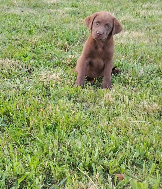Labrador Retriever Puppies media 15