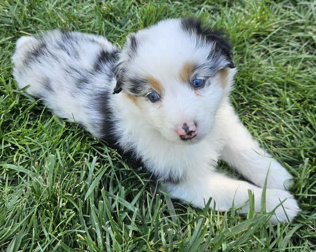 Australian Shepherd Puppies media 2