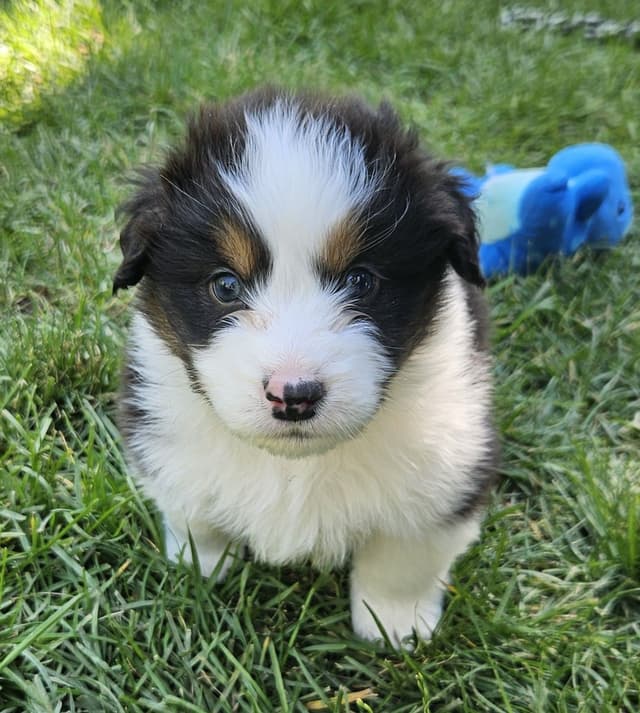 Australian Shepherd Puppies media 3